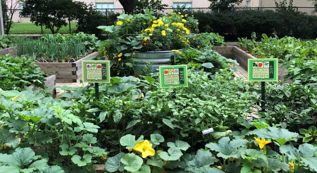 A photo of the UIC Teaching Nutrition Garden