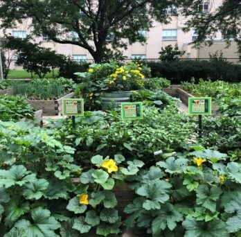 A photo of the UIC Teaching Nutrition Garden
                  